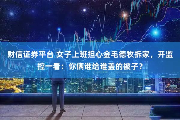 财信证券平台 女子上班担心金毛德牧拆家，开监控一看：你俩谁给谁盖的被子？